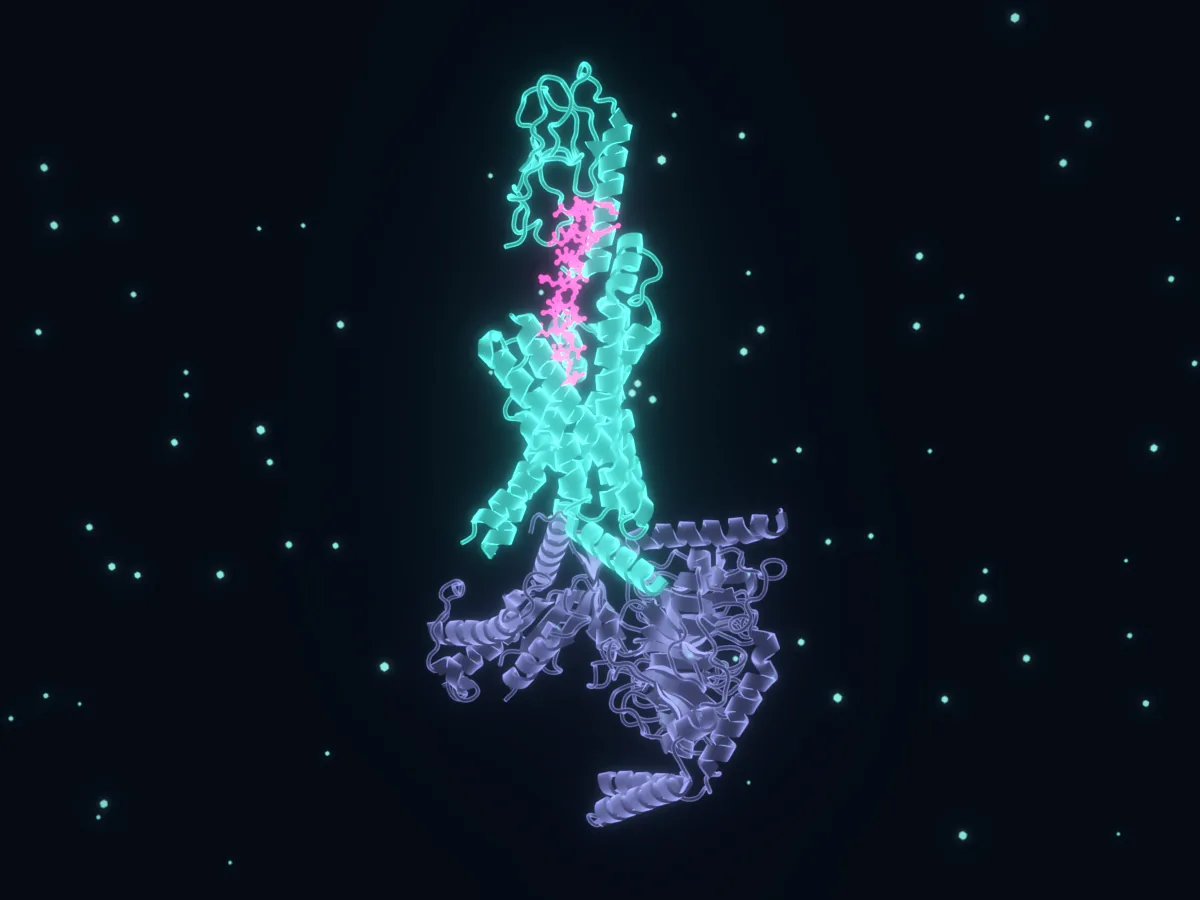Rendering of PDB 8YW3: Retatrutide bound to the GLP-1 receptor. Experimental structure · cryo-EM 2.68 Å · PDB 8YW3 (2024).